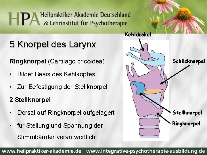 Kehldeckel 5 Knorpel des Larynx Ringknorpel (Cartilago cricoidea) Schildknorpel • Bildet Basis des Kehlkopfes