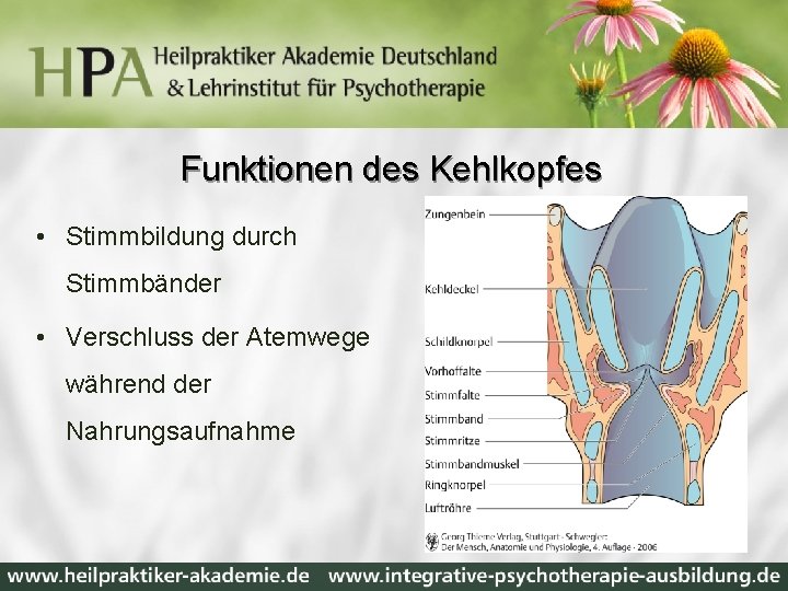 Funktionen des Kehlkopfes • Stimmbildung durch Stimmbänder • Verschluss der Atemwege während der Nahrungsaufnahme