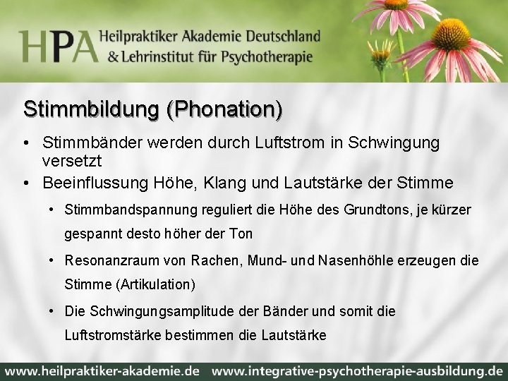 Stimmbildung (Phonation) • Stimmbänder werden durch Luftstrom in Schwingung versetzt • Beeinflussung Höhe, Klang