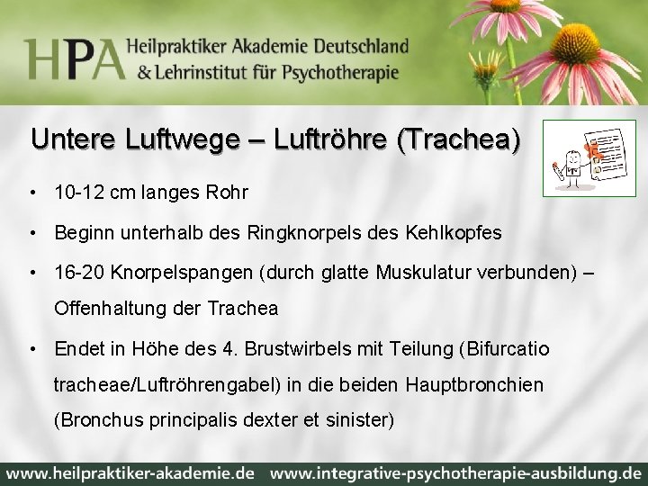 Untere Luftwege – Luftröhre (Trachea) • 10 -12 cm langes Rohr • Beginn unterhalb