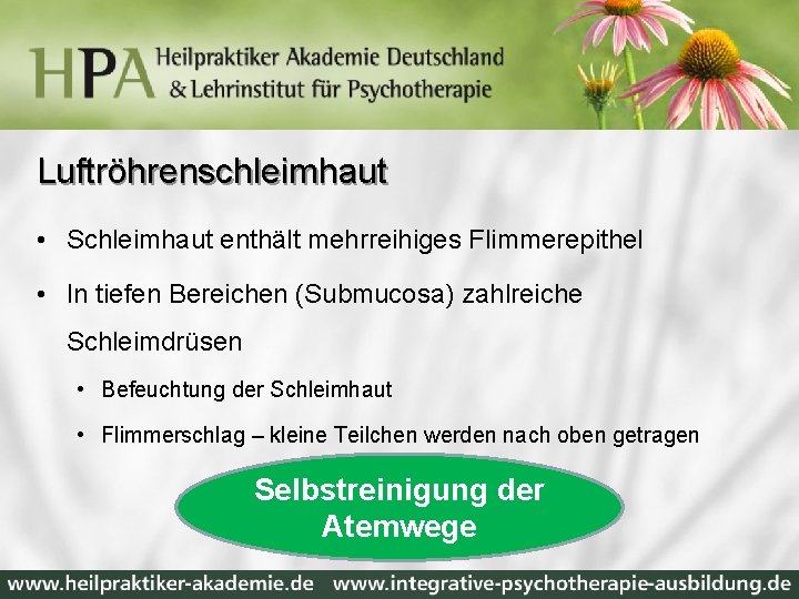 Luftröhrenschleimhaut • Schleimhaut enthält mehrreihiges Flimmerepithel • In tiefen Bereichen (Submucosa) zahlreiche Schleimdrüsen •