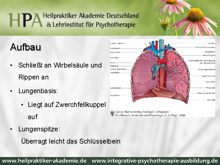 Aufbau • Schließt an Wirbelsäule und Rippen an • Lungenbasis: • Liegt auf Zwerchfellkuppel