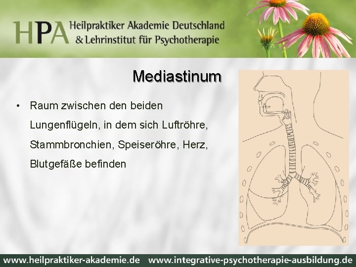 Mediastinum • Raum zwischen den beiden Lungenflügeln, in dem sich Luftröhre, Stammbronchien, Speiseröhre, Herz,