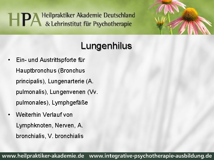 Lungenhilus • Ein- und Austrittspforte für Hauptbronchus (Bronchus principalis), Lungenarterie (A. pulmonalis), Lungenvenen (Vv.