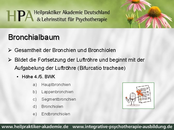 Bronchialbaum Ø Gesamtheit der Bronchien und Bronchiolen Ø Bildet die Fortsetzung der Luftröhre und