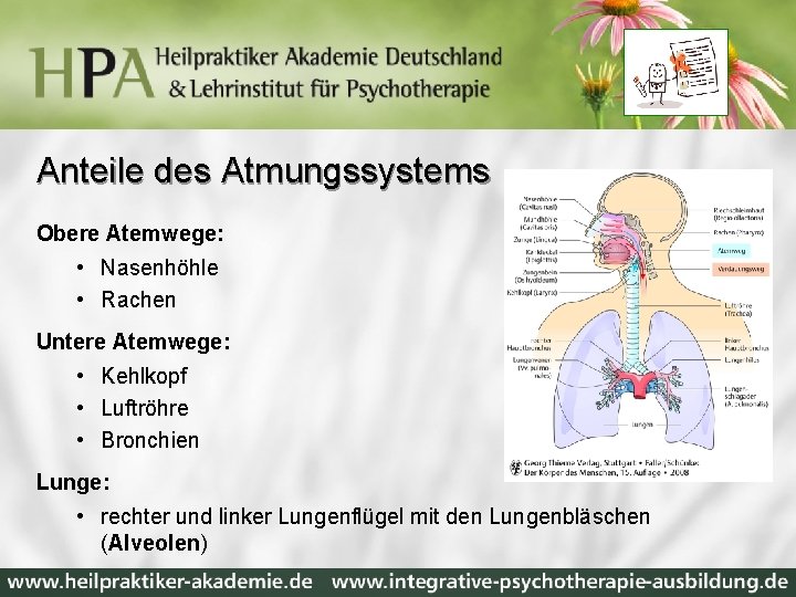 Anteile des Atmungssystems Obere Atemwege: • Nasenhöhle • Rachen Untere Atemwege: • Kehlkopf •