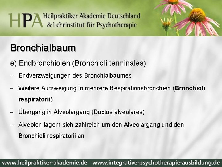 Bronchialbaum e) Endbronchiolen (Bronchioli terminales) - Endverzweigungen des Bronchialbaumes - Weitere Aufzweigung in mehrere