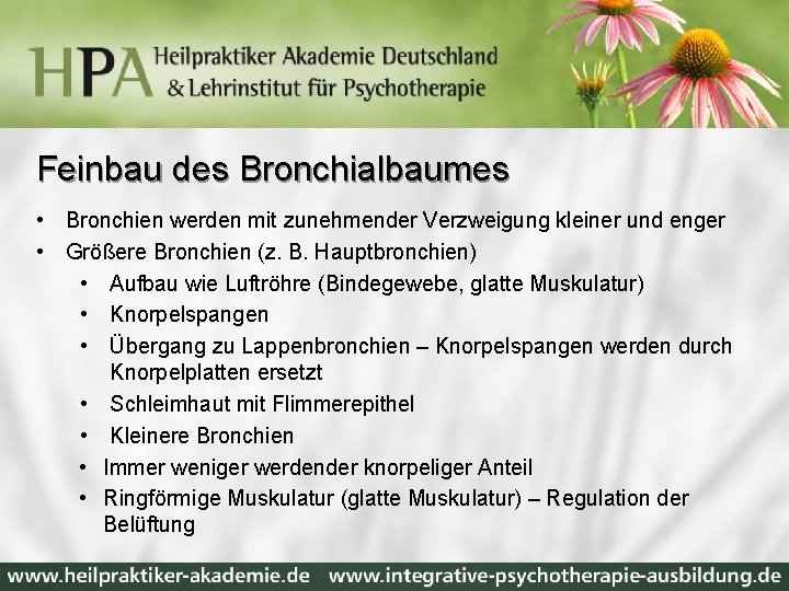 Feinbau des Bronchialbaumes • Bronchien werden mit zunehmender Verzweigung kleiner und enger • Größere