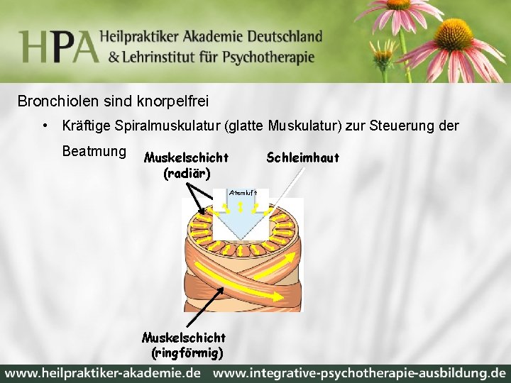 Bronchiolen sind knorpelfrei • Kräftige Spiralmuskulatur (glatte Muskulatur) zur Steuerung der Beatmung Muskelschicht (radiär)