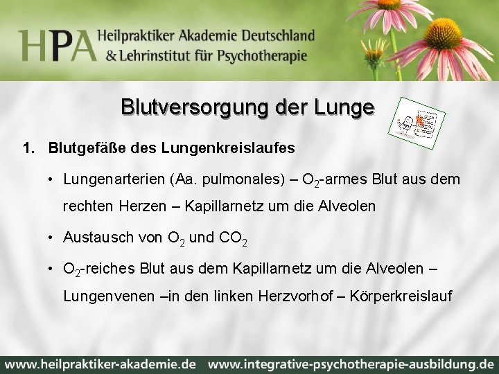 Blutversorgung der Lunge 1. Blutgefäße des Lungenkreislaufes • Lungenarterien (Aa. pulmonales) – O 2