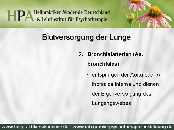 Blutversorgung der Lunge 2. Bronchialarterien (Aa. bronchiales) • entspringen der Aorta oder A. thoracica