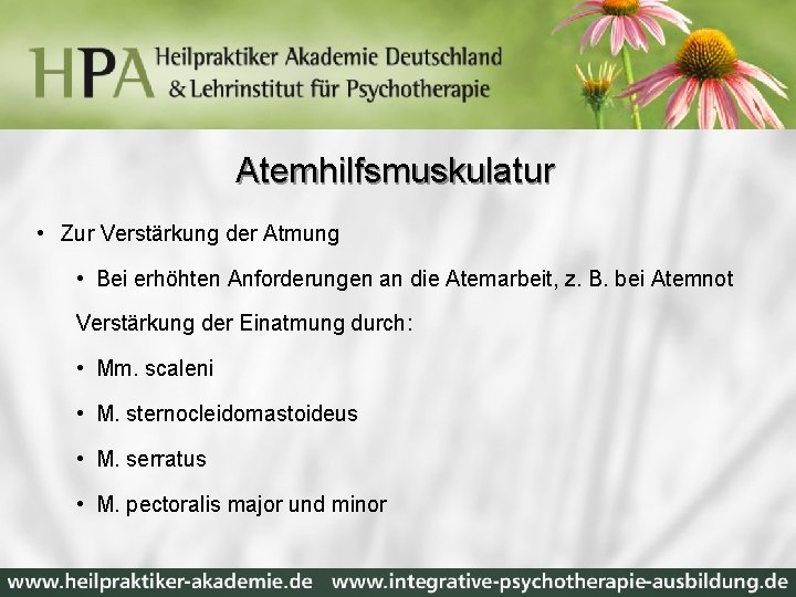 Atemhilfsmuskulatur • Zur Verstärkung der Atmung • Bei erhöhten Anforderungen an die Atemarbeit, z.