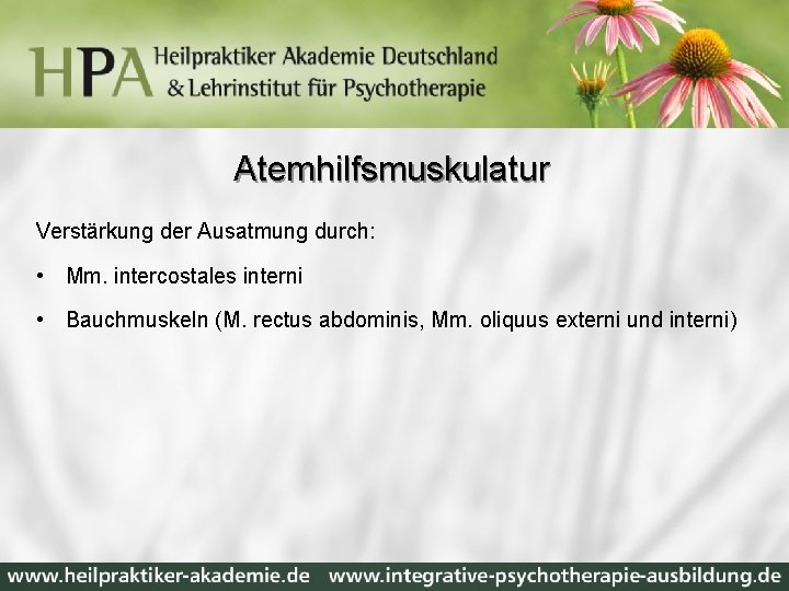 Atemhilfsmuskulatur Verstärkung der Ausatmung durch: • Mm. intercostales interni • Bauchmuskeln (M. rectus abdominis,