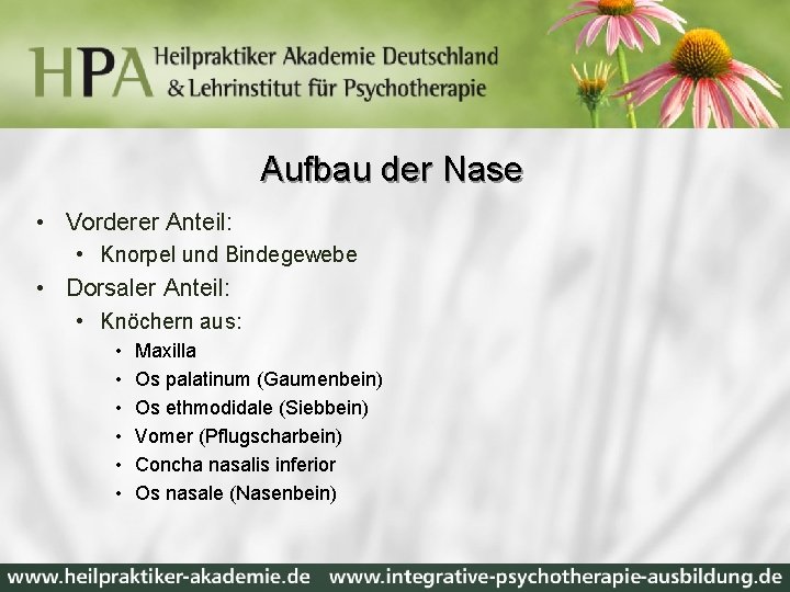 Aufbau der Nase • Vorderer Anteil: • Knorpel und Bindegewebe • Dorsaler Anteil: •