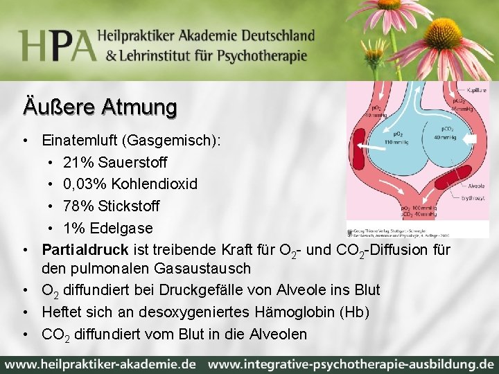 Äußere Atmung • Einatemluft (Gasgemisch): • 21% Sauerstoff • 0, 03% Kohlendioxid • 78%