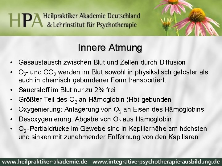 Innere Atmung • Gasaustausch zwischen Blut und Zellen durch Diffusion • O 2 -