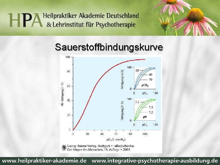 Sauerstoffbindungskurve 