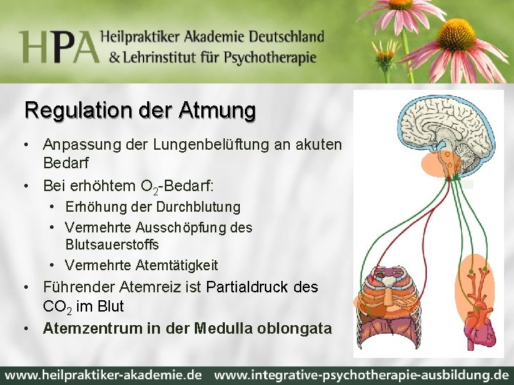 Regulation der Atmung • Anpassung der Lungenbelüftung an akuten Bedarf • Bei erhöhtem O