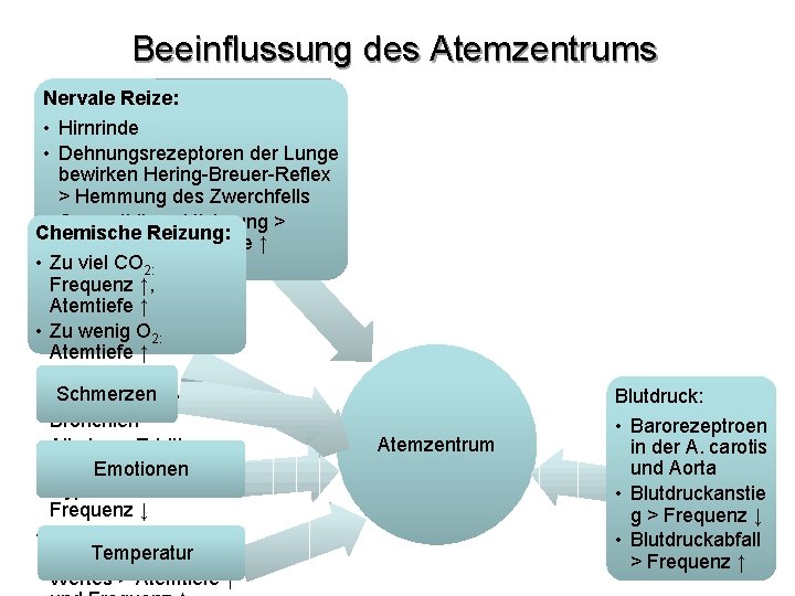 Beeinflussung des Atemzentrums Nervale Reize: • Hirnrinde • Dehnungsrezeptoren der Lunge bewirken Hering-Breuer-Reflex >