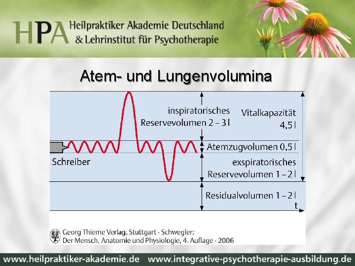 Atem- und Lungenvolumina 