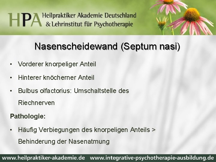 Nasenscheidewand (Septum nasi) • Vorderer knorpeliger Anteil • Hinterer knöcherner Anteil • Bulbus olfactorius: