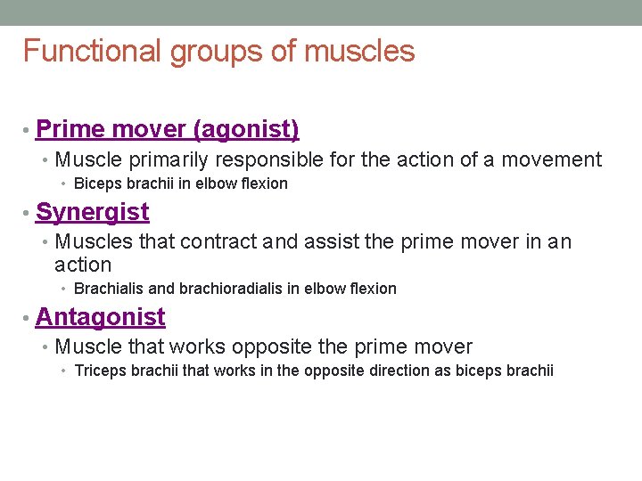Functional groups of muscles • Prime mover (agonist) • Muscle primarily responsible for the Functional groups of muscles • Prime mover (agonist) • Muscle primarily responsible for the