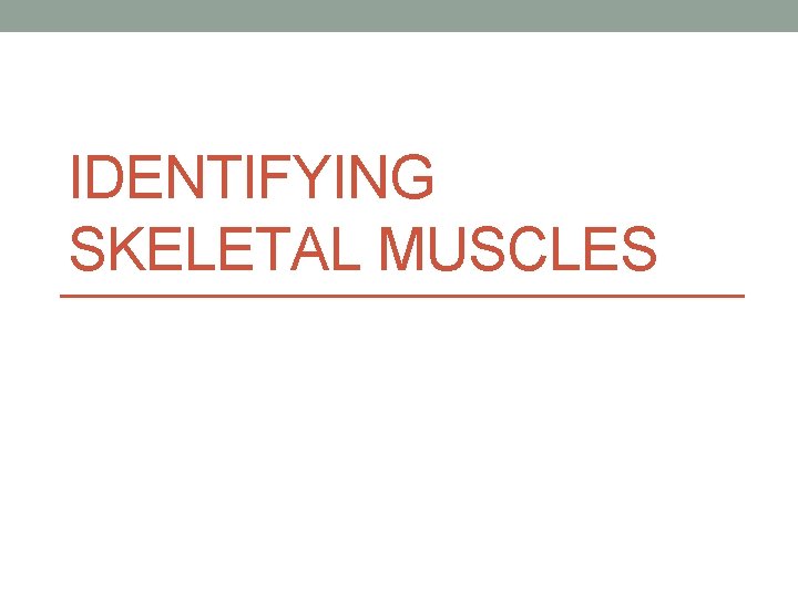 IDENTIFYING SKELETAL MUSCLES IDENTIFYING SKELETAL MUSCLES