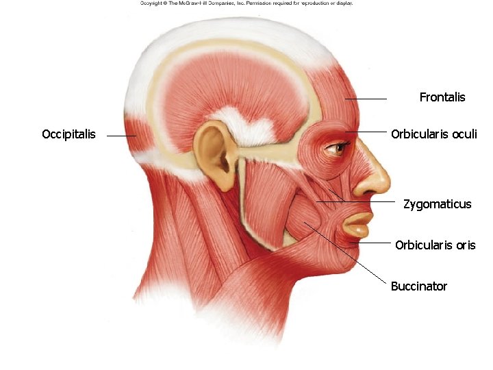 Frontalis Occipitalis Orbicularis oculi Zygomaticus Orbicularis oris Buccinator Frontalis Occipitalis Orbicularis oculi Zygomaticus Orbicularis oris Buccinator