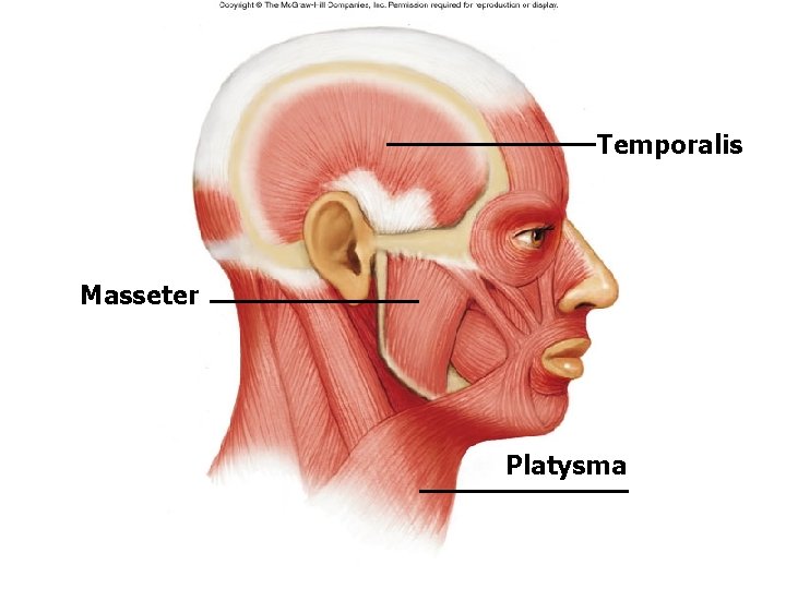 Temporalis Masseter Platysma Temporalis Masseter Platysma