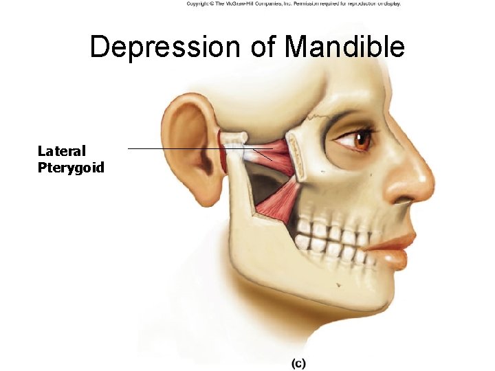 Depression of Mandible Lateral Pterygoid Depression of Mandible Lateral Pterygoid