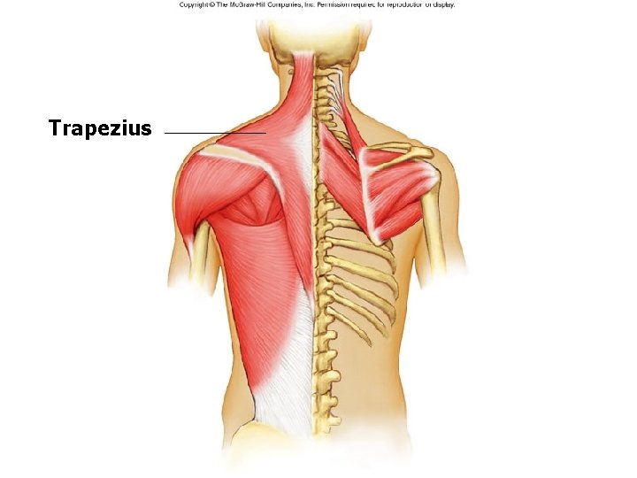 Trapezius Trapezius