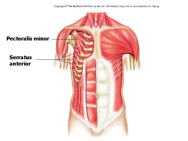 Pectoralis minor Serratus anterior Pectoralis minor Serratus anterior