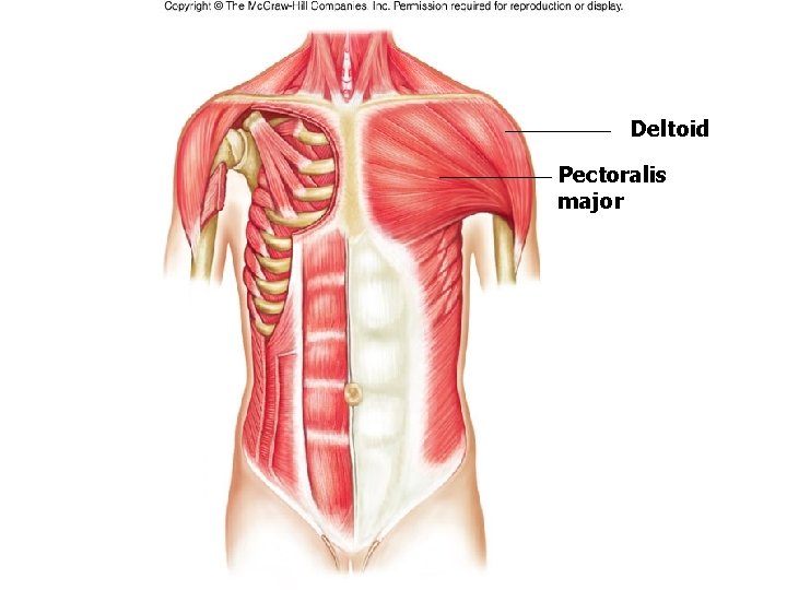 Deltoid Pectoralis major Deltoid Pectoralis major
