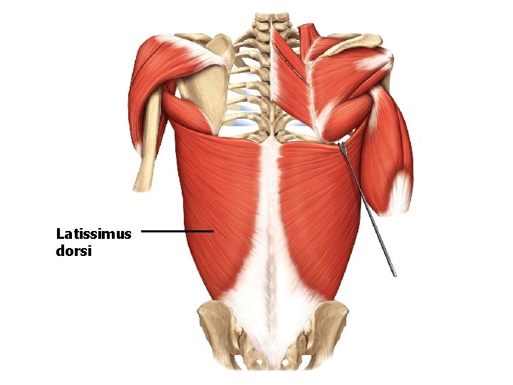 Latissimus dorsi Latissimus dorsi