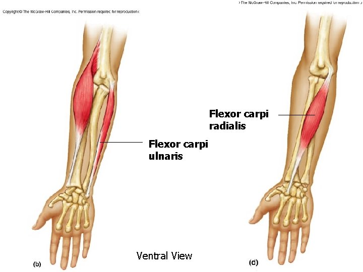 Flexor carpi radialis Flexor carpi ulnaris Ventral View Flexor carpi radialis Flexor carpi ulnaris Ventral View