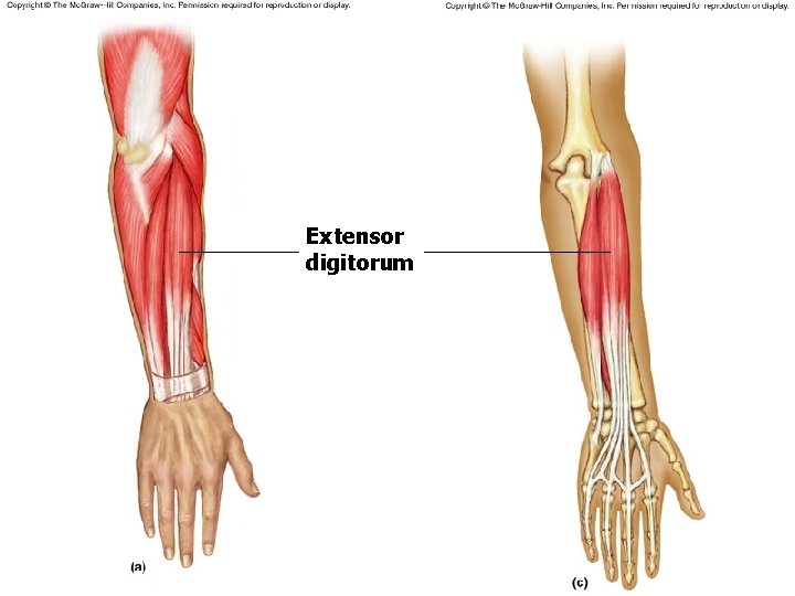 Extensor digitorum Extensor digitorum