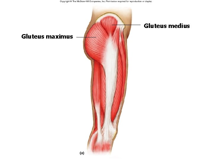Gluteus medius Gluteus maximus Gluteus medius Gluteus maximus