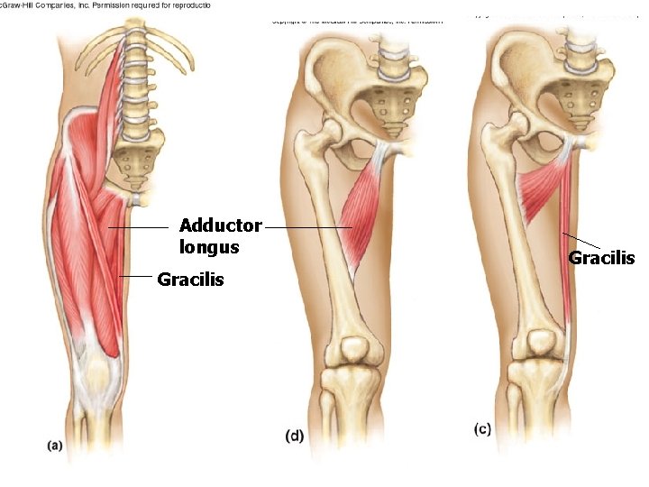 Adductor longus Gracilis Adductor longus Gracilis