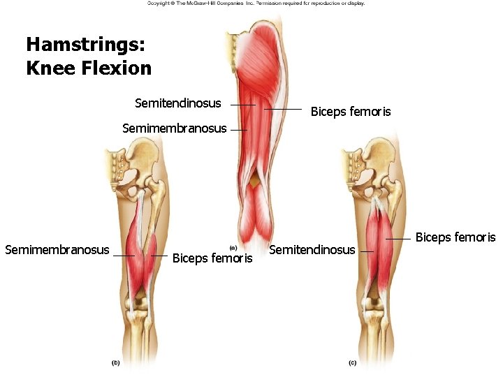 Hamstrings: Knee Flexion Semitendinosus Biceps femoris Semimembranosus Biceps femoris Semitendinosus Biceps femoris Hamstrings: Knee Flexion Semitendinosus Biceps femoris Semimembranosus Biceps femoris Semitendinosus Biceps femoris