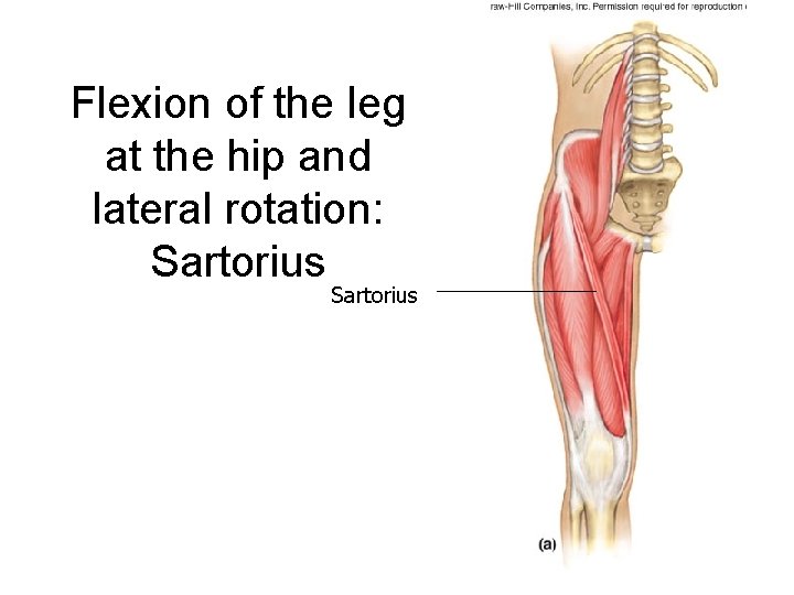 Flexion of the leg at the hip and lateral rotation: Sartorius Flexion of the leg at the hip and lateral rotation: Sartorius