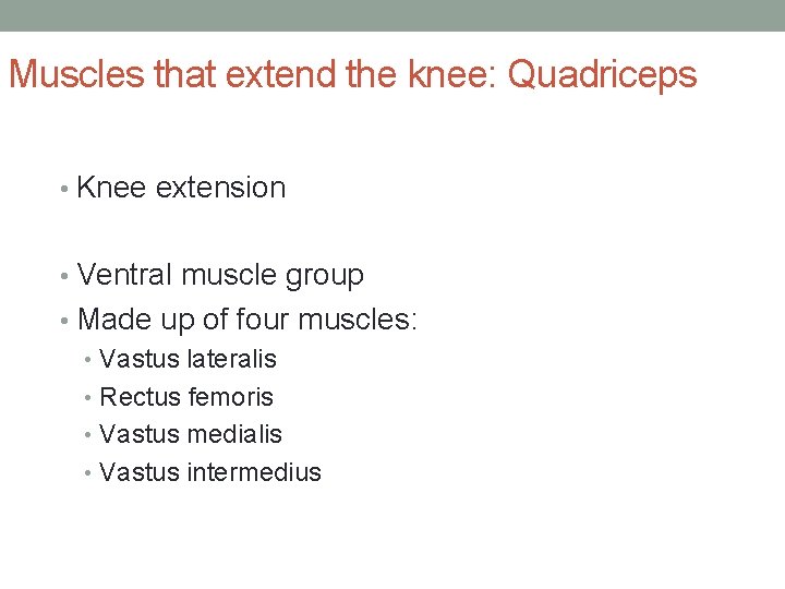 Muscles that extend the knee: Quadriceps • Knee extension • Ventral muscle group • Muscles that extend the knee: Quadriceps • Knee extension • Ventral muscle group •