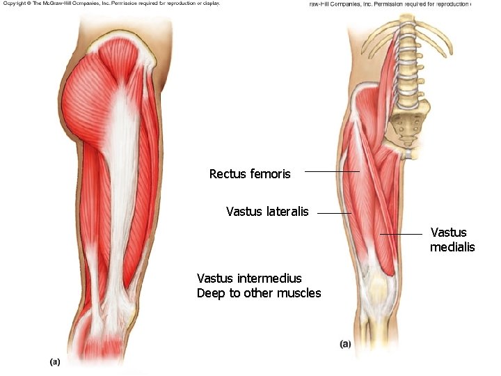 Rectus femoris Vastus lateralis Vastus medialis Vastus intermedius Deep to other muscles Rectus femoris Vastus lateralis Vastus medialis Vastus intermedius Deep to other muscles