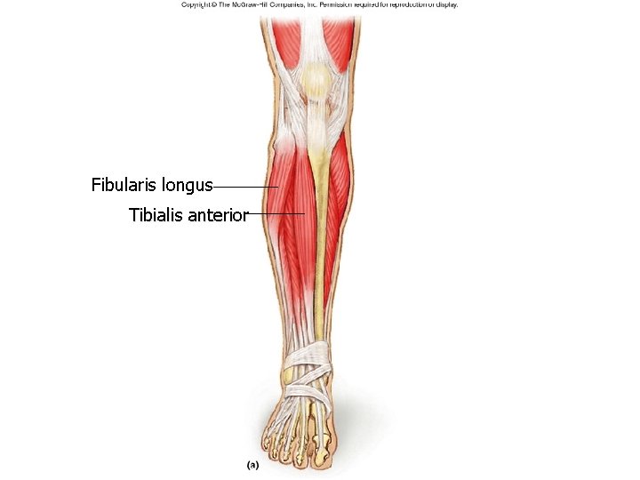 Fibularis longus Tibialis anterior Fibularis longus Tibialis anterior