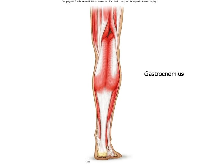 Gastrocnemius Gastrocnemius