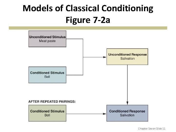 Models of Classical Conditioning Figure 7 -2 a Chapter Seven Slide 11 