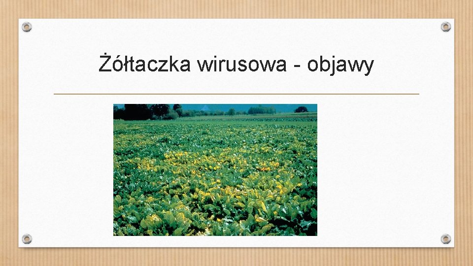 Żółtaczka wirusowa - objawy 