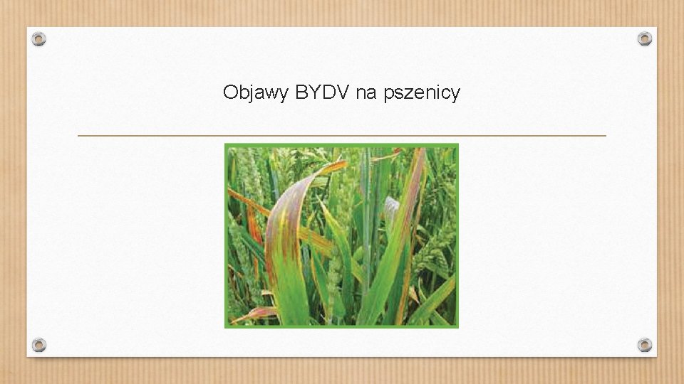 Objawy BYDV na pszenicy 