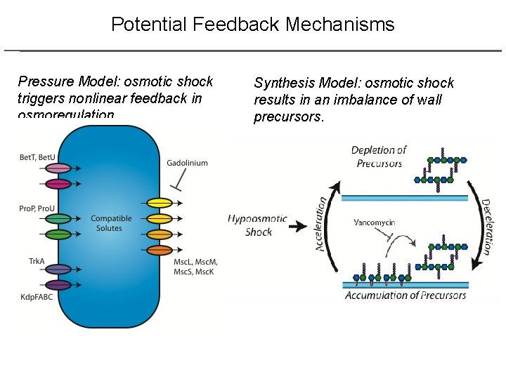 Potential Feedback Mechanisms Pressure Model: osmotic shock triggers nonlinear feedback in osmoregulation. Synthesis Model: