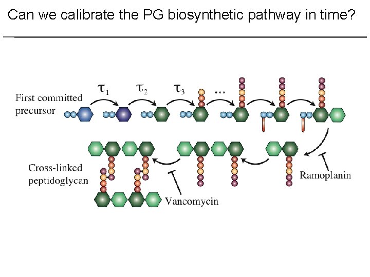 Can we calibrate the PG biosynthetic pathway in time? 