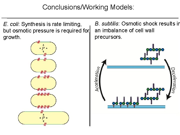 Conclusions/Working Models: B. subtilis: Osmotic shock results in E. coli: Synthesis is rate limiting,